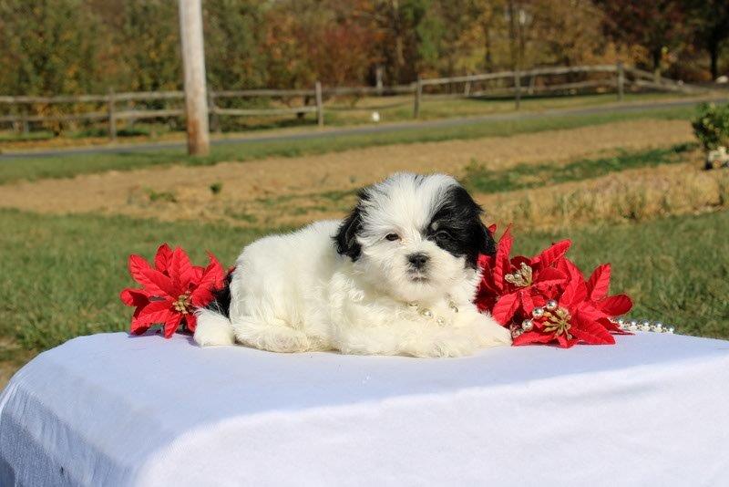 puppy, for, sale, Mal - Shi, Matthew B. Stoltzfus, dog, breeder, Gap, PA, dog-breeder, puppy-for-sale, forsale, nearby, find, puppyfind, locator, puppylocator, aca